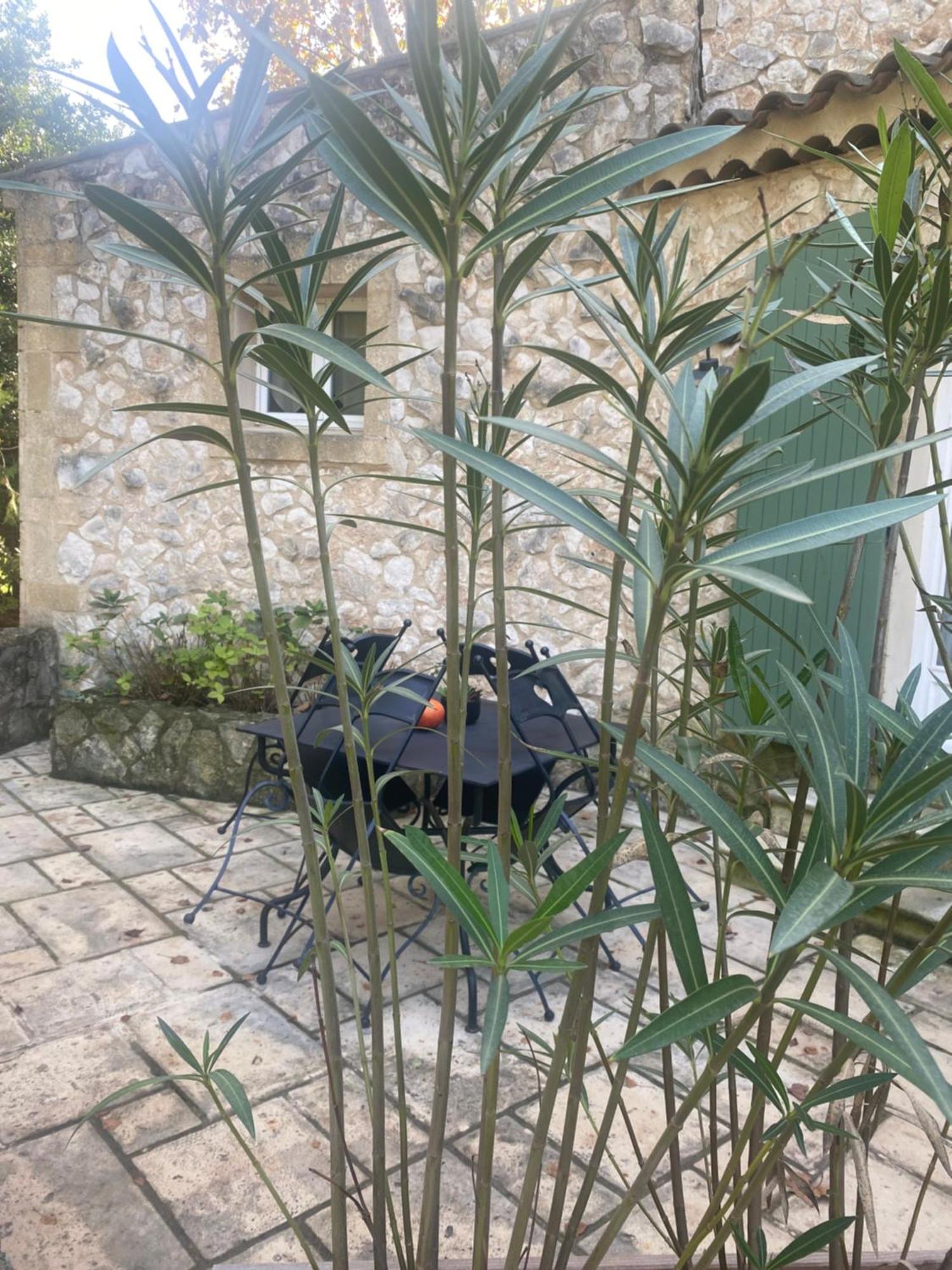 Mas De L'ile Avignon